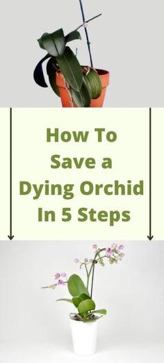 three potted plants with the words how to save a dying orchid in 5 steps