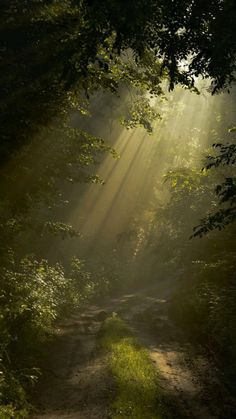 sunlight shining through the trees onto a dirt path