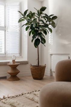 a potted plant sitting on top of a wooden table in front of a window