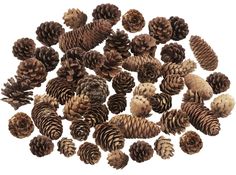 a pile of pine cones sitting next to each other