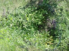 a bush with lots of green leaves in the grass