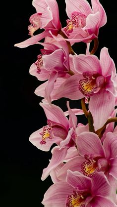 pink orchids are blooming on a black background