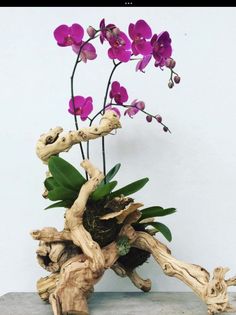 purple orchids are arranged in a driftwood planter