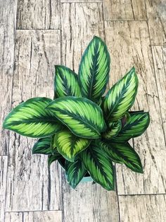 a green plant sitting on top of a wooden floor