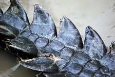 an alligator's head is partially submerged in the water