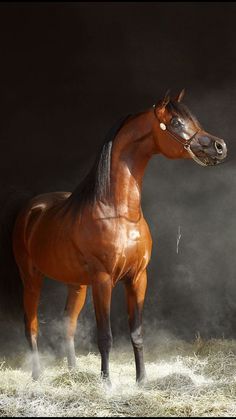 a brown horse standing on top of a dry grass field