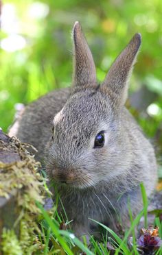 a small rabbit is sitting in the grass