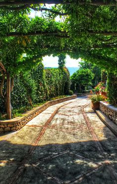 an outdoor walkway is lined with trees and plants