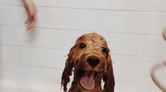 a wet dog sitting in a bathtub with its tongue out