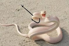 a white snake with its mouth open and tongue out on the ground, holding an umbrella