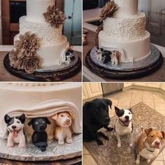 four different pictures of dogs sitting on top of a wedding cake, and the same dog standing in front of it