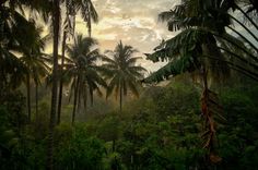 the sun is shining through the trees in the jungle, and there are many palm trees