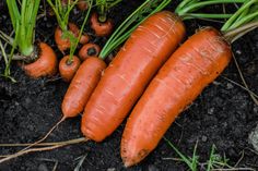 some carrots are laying on the ground next to grass