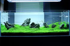 an aquarium with rocks and algae in it