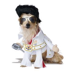 a dog dressed in elvis clothing and sunglasses