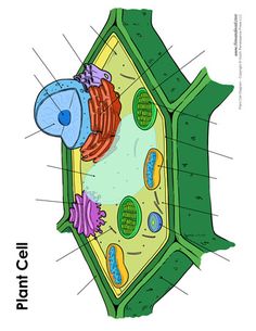 an animal cell is shown in this diagram, and shows the structure of it's cells