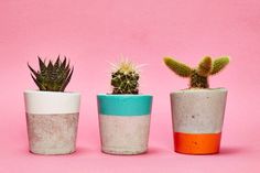 three small cactus plants in cement pots on a pink background