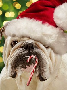 a bulldog with a candy cane in its mouth