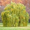 Weeping Willow, Willow Tree, Lawn Care, Lawn Garden, Outdoor Gardens, Lawn, Trees, Patio