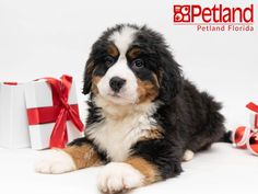 a puppy is laying next to presents on a white background with the caption petland florida