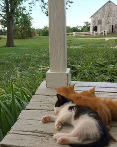 two cats laying on a porch next to each other