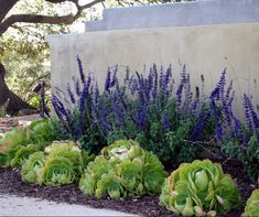 some purple flowers and green plants in front of a cement wall with blue leaves on it