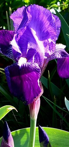 a purple flower is blooming in the sun and green leaves are around its base