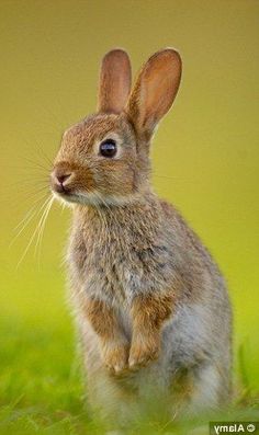 a small rabbit running through the grass in front of a green background, with its ears up