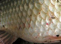 a large fish with red spots on it's body is shown in close up