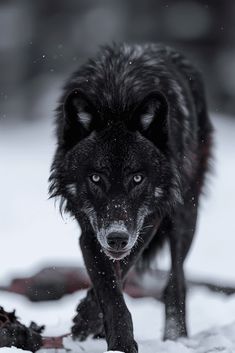 a wolf is walking through the snow