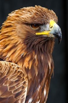 a close up of a bird of prey looking at the camera with an intense look on it's face