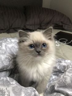 a cat with blue eyes sitting on a bed