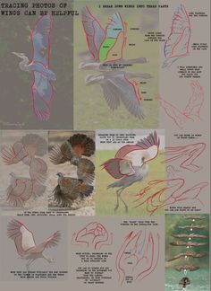 several different types of birds flying in the air