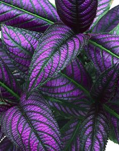 a purple plant with green leaves on it