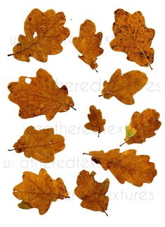 several different types of leaves on a white background