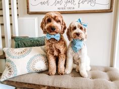 two brown dogs sitting on top of a bench next to pillows and a framed sign