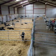 several cows are in their pen at the dairy station, with hay on the floor