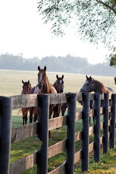 Future Farms, Country Lifestyle, Lexington Kentucky, Country Scenes, Ranch Life, Farms Living, Wooden Fence, Horse Farms