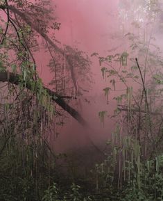 an image of fog in the forest with trees and plants on it's sides