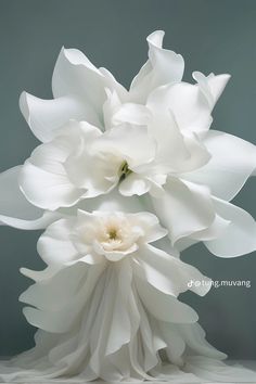 two white flowers sitting on top of each other in front of a gray background,