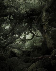 a forest filled with lots of trees covered in moss