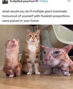 three cats sitting next to each other in front of a white wall with the caption'what would you do if multiple giant giraffes inammate