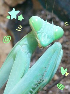 a close up of a praying mantissa on a plant with green stickers