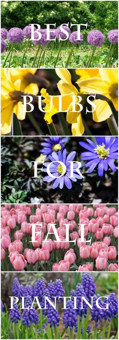 four different types of flowers with the words best buds for fall planting