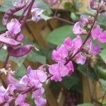 purple flowers are blooming in the garden