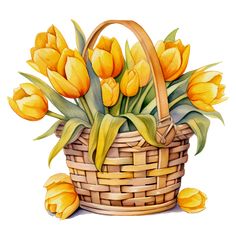 a basket filled with yellow tulips on top of a white table next to a pair of scissors