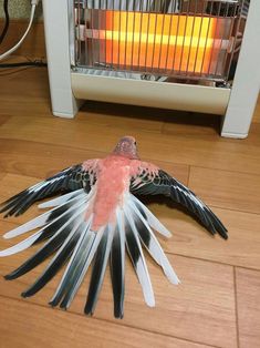 a bird that is sitting on the floor next to a heater with it's wings spread out