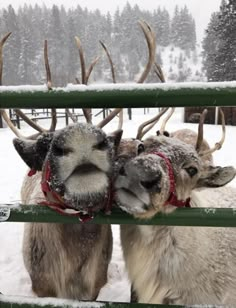 two reindeers standing next to each other in the snow