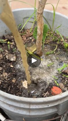 a potted plant with dirt on the ground