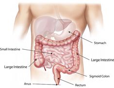 Sigmoid Colon, Whole Body Vibration, Cupping Therapy, Biology Notes, Medical Anatomy, Irritable Bowel, Vie Motivation, Gut Bacteria, Large Intestine